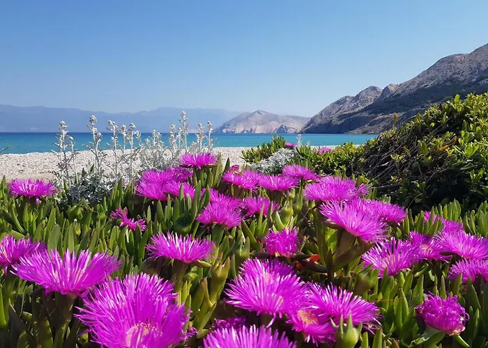 Miculinic Apartament *